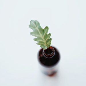 Brave Sprout